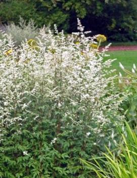 Artemisia lactiflora 'Guizho'