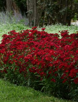 Dianthus barbatus 'Rockin'™ Red'